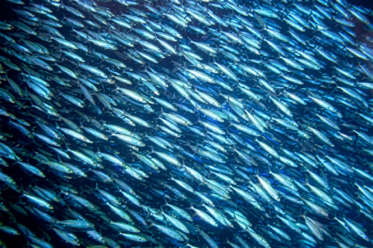 Banc de harengs