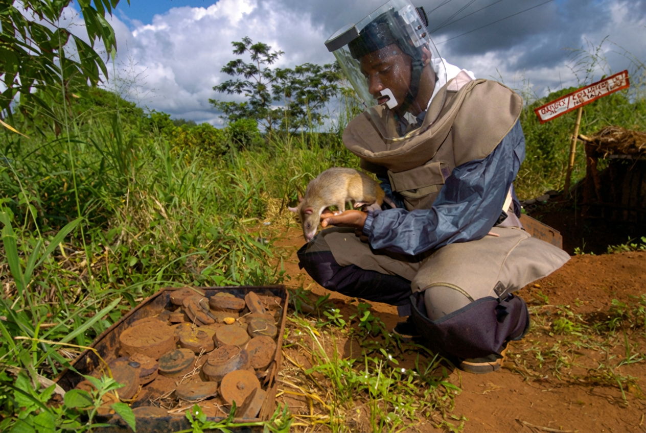 Rat à l'entraînement