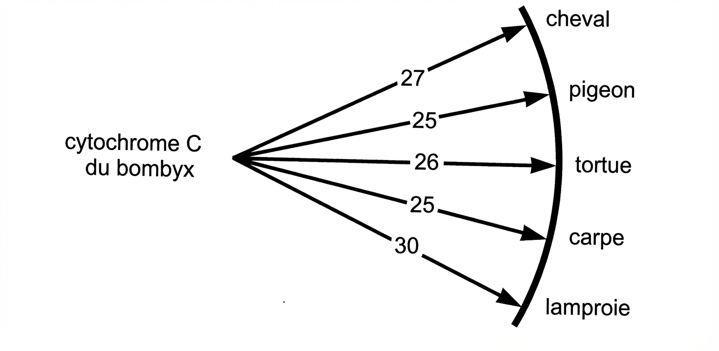 Schema de variation génétique du cytochrome du Bombyx versus autres animaux