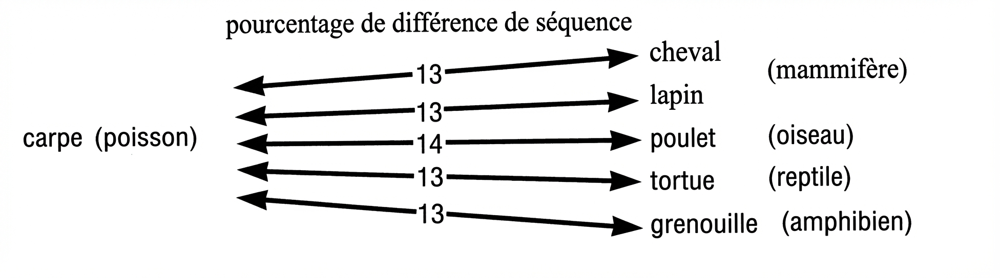 Pourcentage de différence de séquence génétioque entre la carpe et d'autres animaux