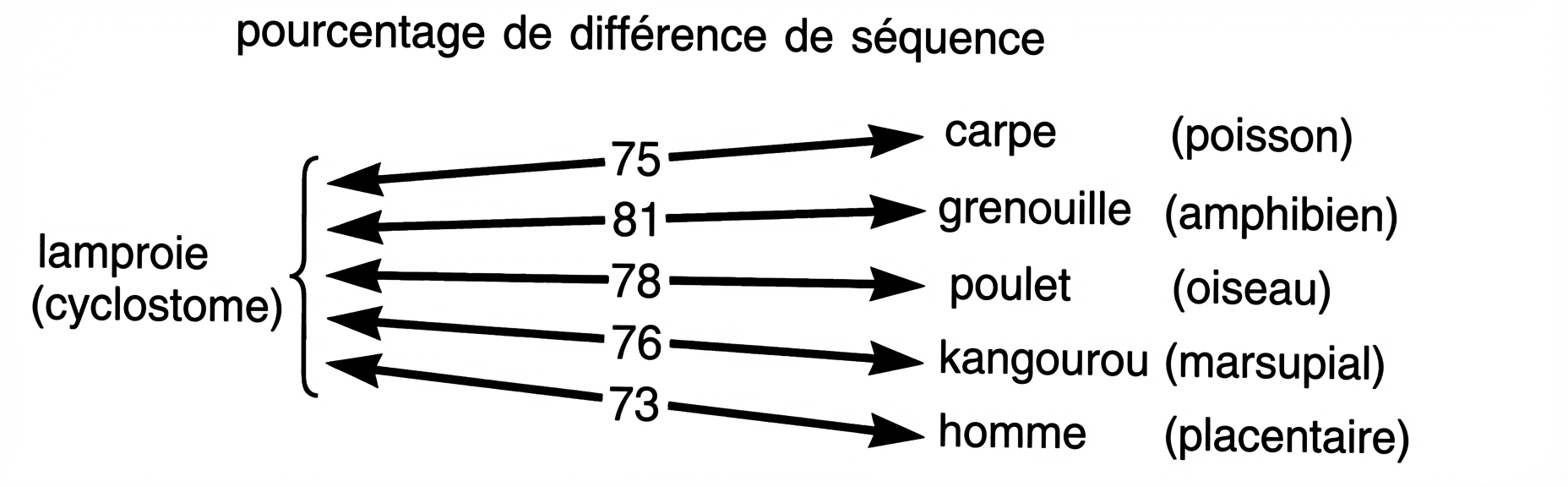 Pourcentage de différence de séquence génétioque entre la lamproie et d'autres animaux