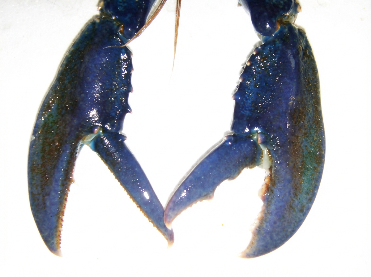 Les deux pinces du homard