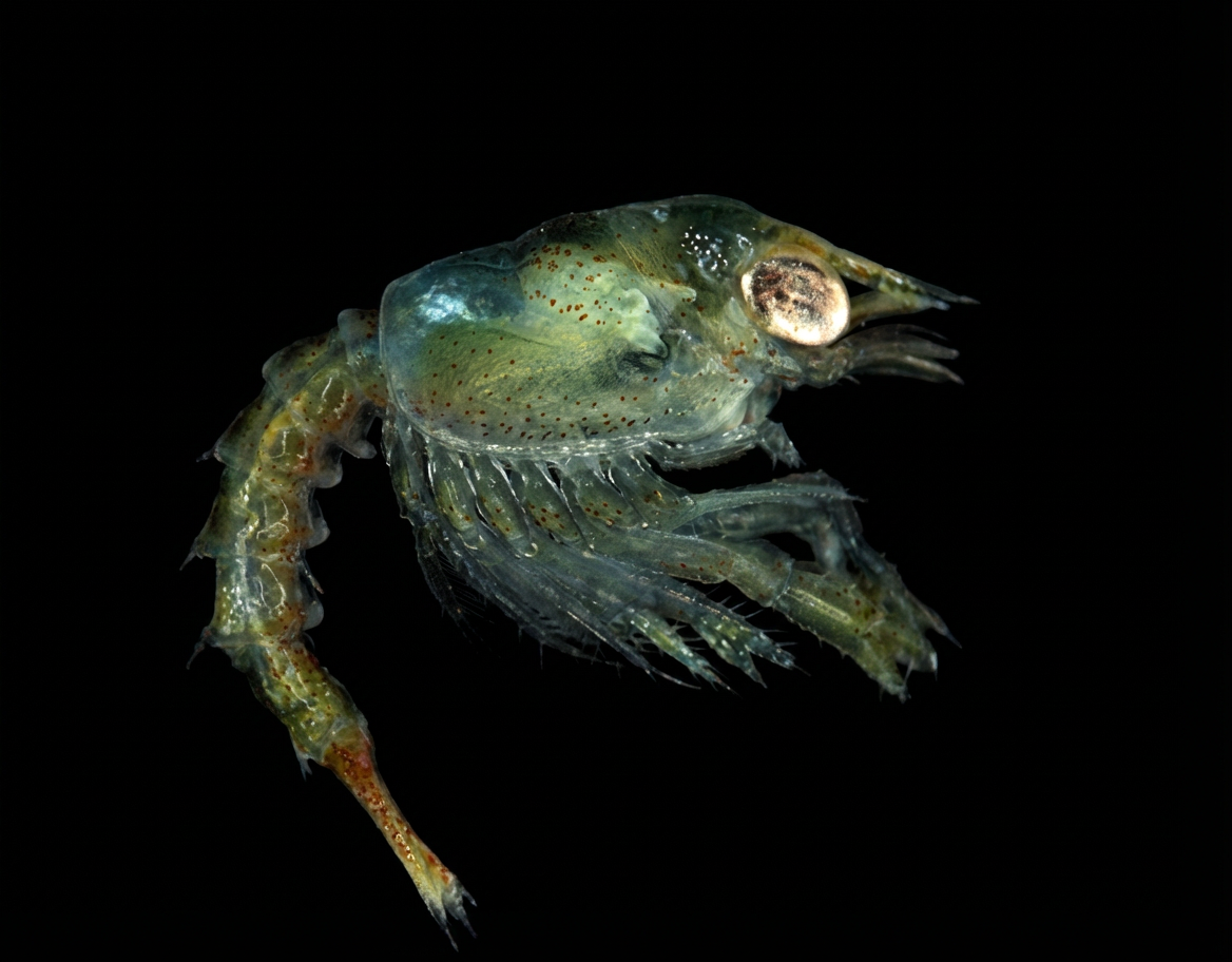 Larve de Homarus Gemmarus