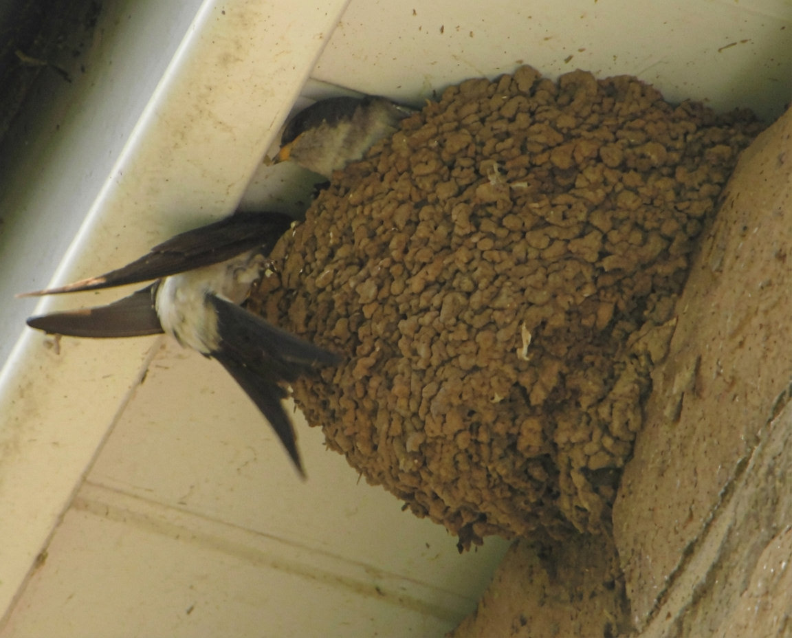 nid d'hirondelle de cheminée