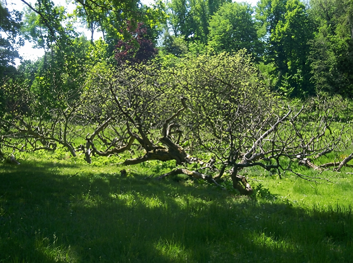Le Catalpa du Parc de Chateaubriand