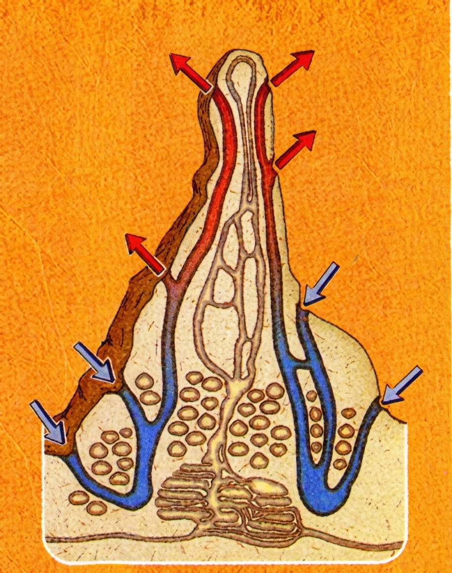 Climatisation des termitières