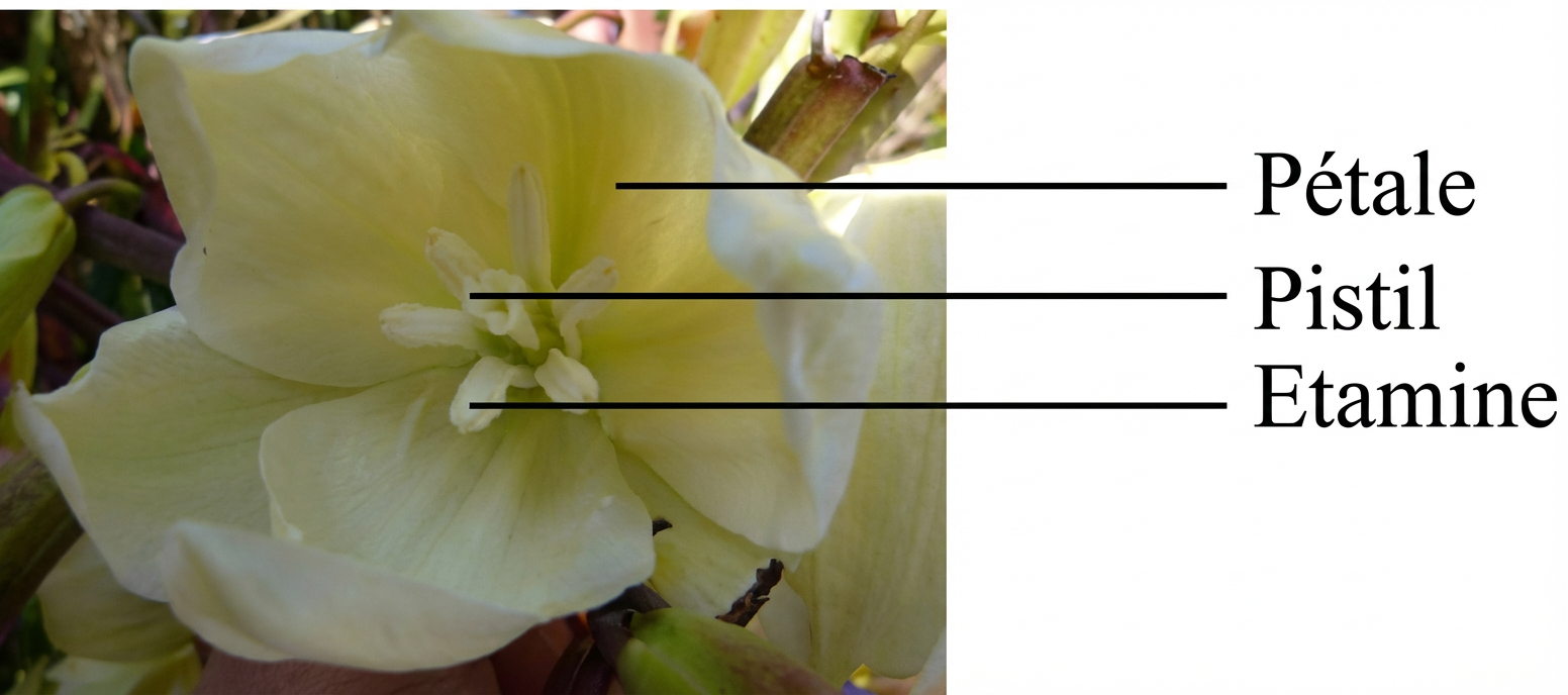 Détail de la plante