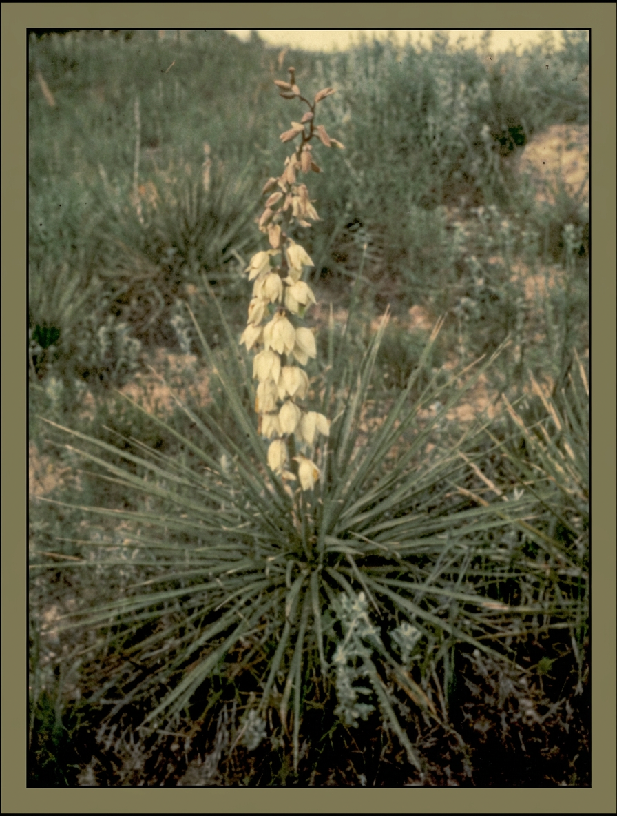 Plante du Yucca