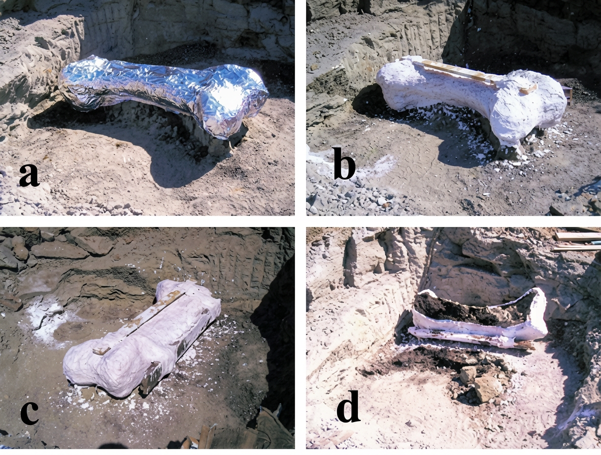 Fémur de Tricératops
