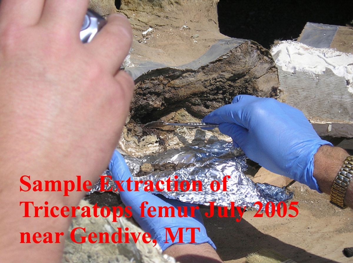 extraction de fémur