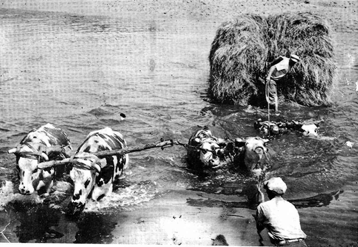 inondation des marais desséchés