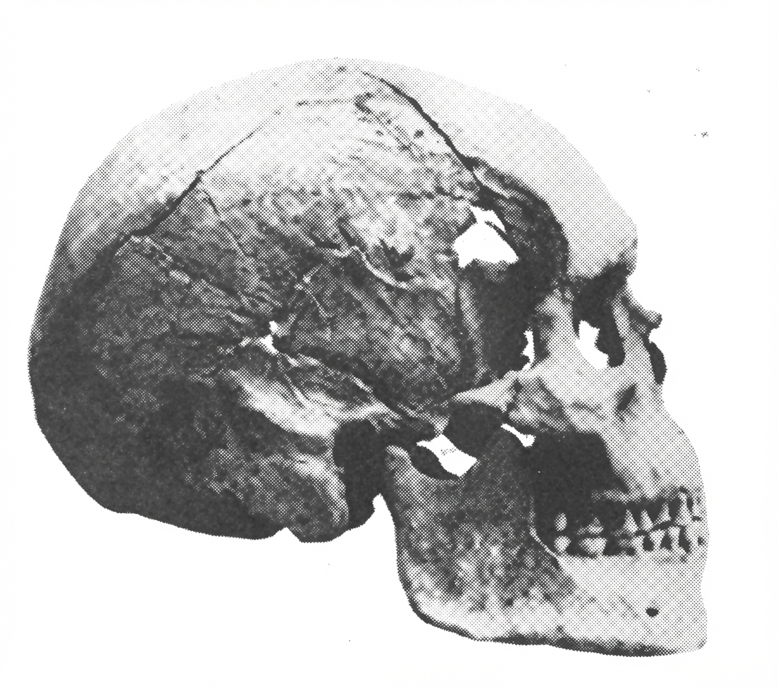 Crânes type Neandertal