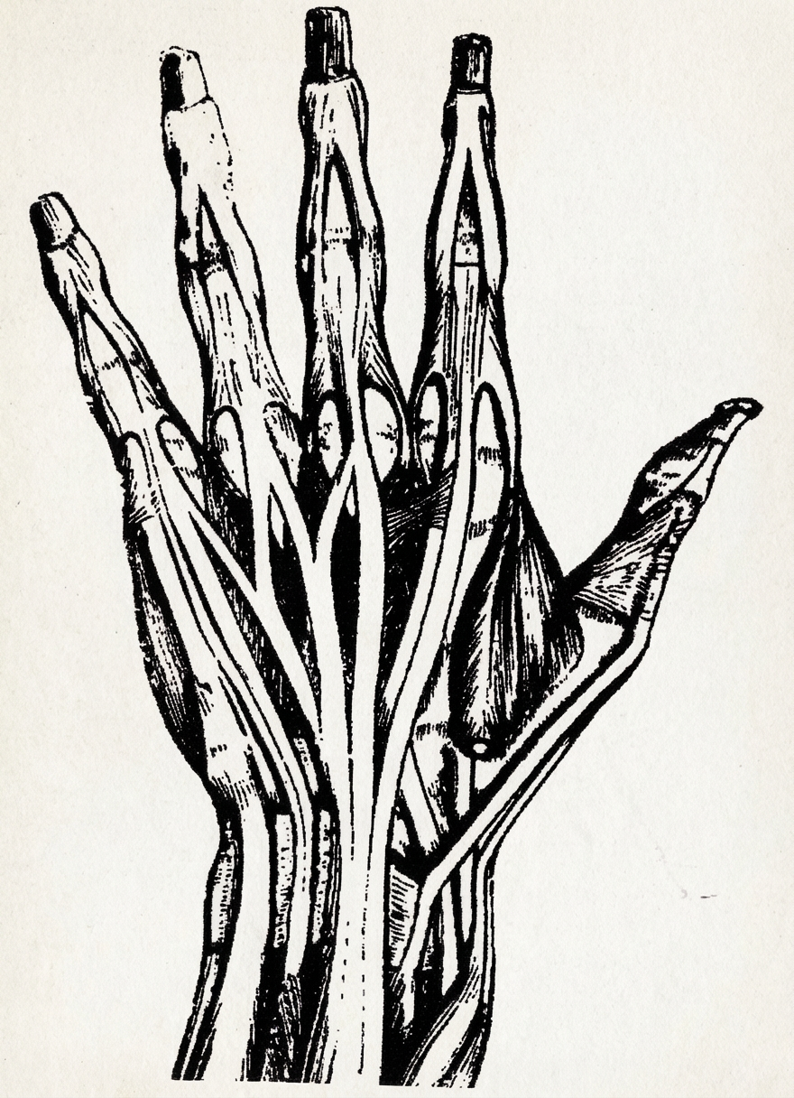 Les muscles de la main et leurs tendons.
