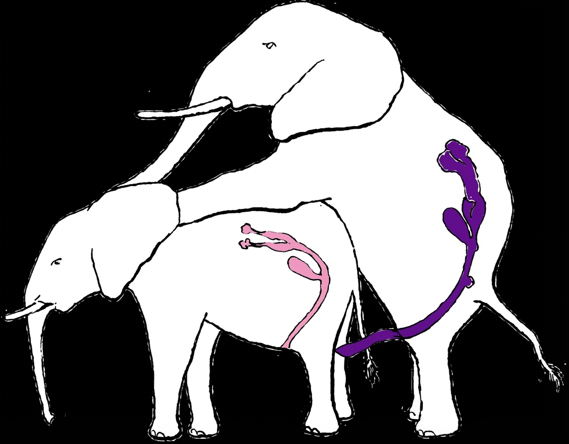 Fig. 26. Position des appareils reproducteurs des éléphants : complémentarité.