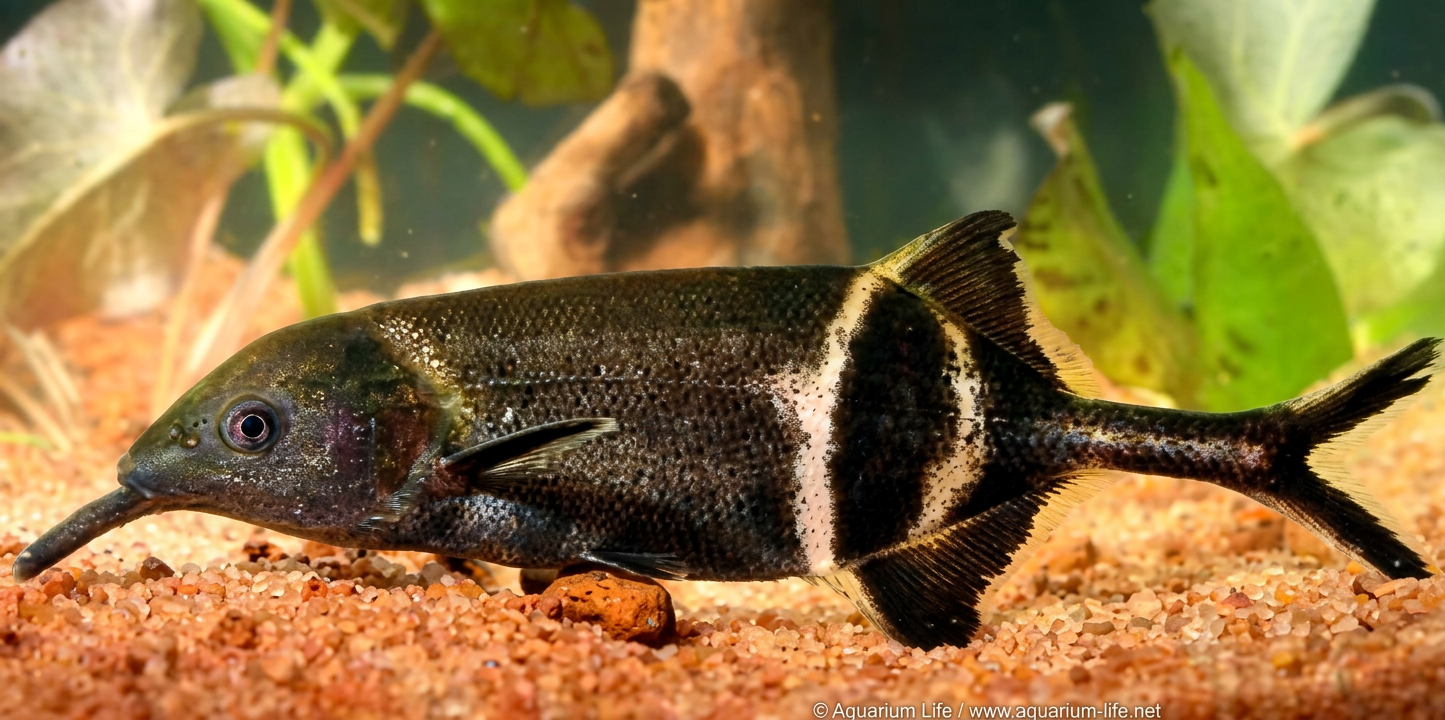 Fig. 18. Poisson éléphant, Gnathonemus petersii.