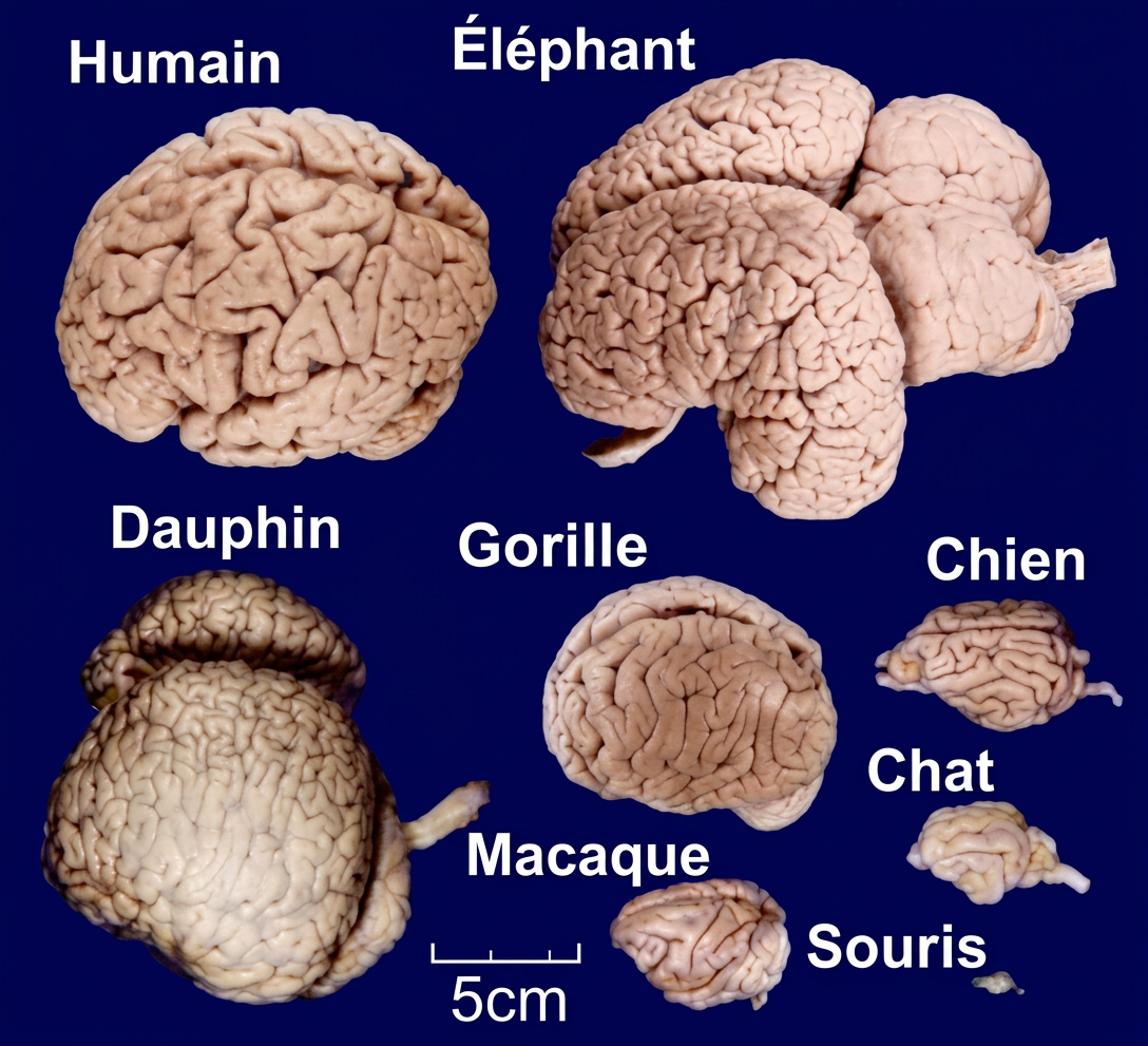 Fig. 16. Taille du cerveau chez différentes espèces.