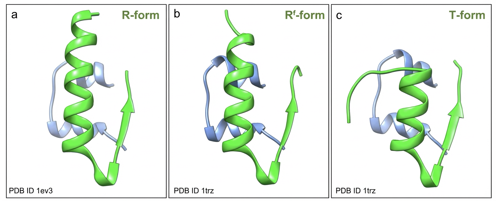 Différentes conformations en hélice de l’insuline mature. Elle montre les « hélices ⍺ » (représentées par la spirale) que la structure primaire fait prévoir : pour que la protéine adopte cette conformation, il faut qu’une portion de la chaîne d’acides aminés soit amphiphile : alternance d’acides aminés hydrophile et hydrophobe . La longueur moyenne d’une hélice est de 10 résidus ce qui correspond à 3 tours environ (3,6 résidus par tour pour un pas de 0,54 nm). Ce sont les liaisons H (hydrogène) orientées entre les groupes fonctionnels NH et CO des liaisons peptidiques qui stabilisent l’hélice. La disposition en « feuillet » est représentée par une flèche, le reste sont des « coudes » (trait fin filiforme) qui relient ces structures. Bien que théoriquement la nouvelle protéine ainsi fabriquée puisse avoir un très grand nombre de conformations possibles, en réalité il n’en existe qu’un petit nombre, du fait des propriétés qu’elle doit présenter