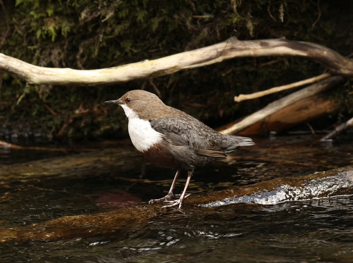 Le plastron blanc caractéristique du Cincle plongeur.
