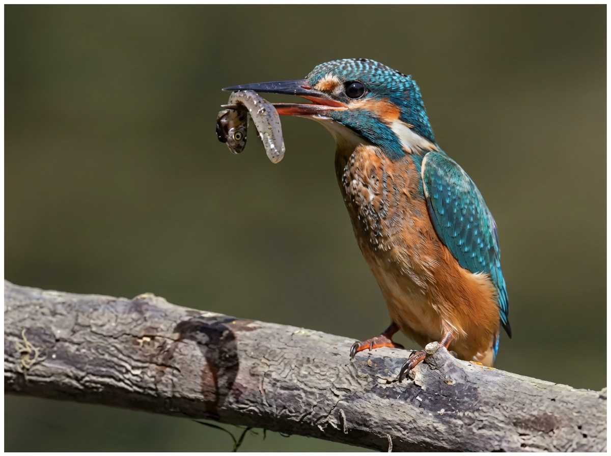 Martin-pêcheur d'Europe, Alcedo atthis.