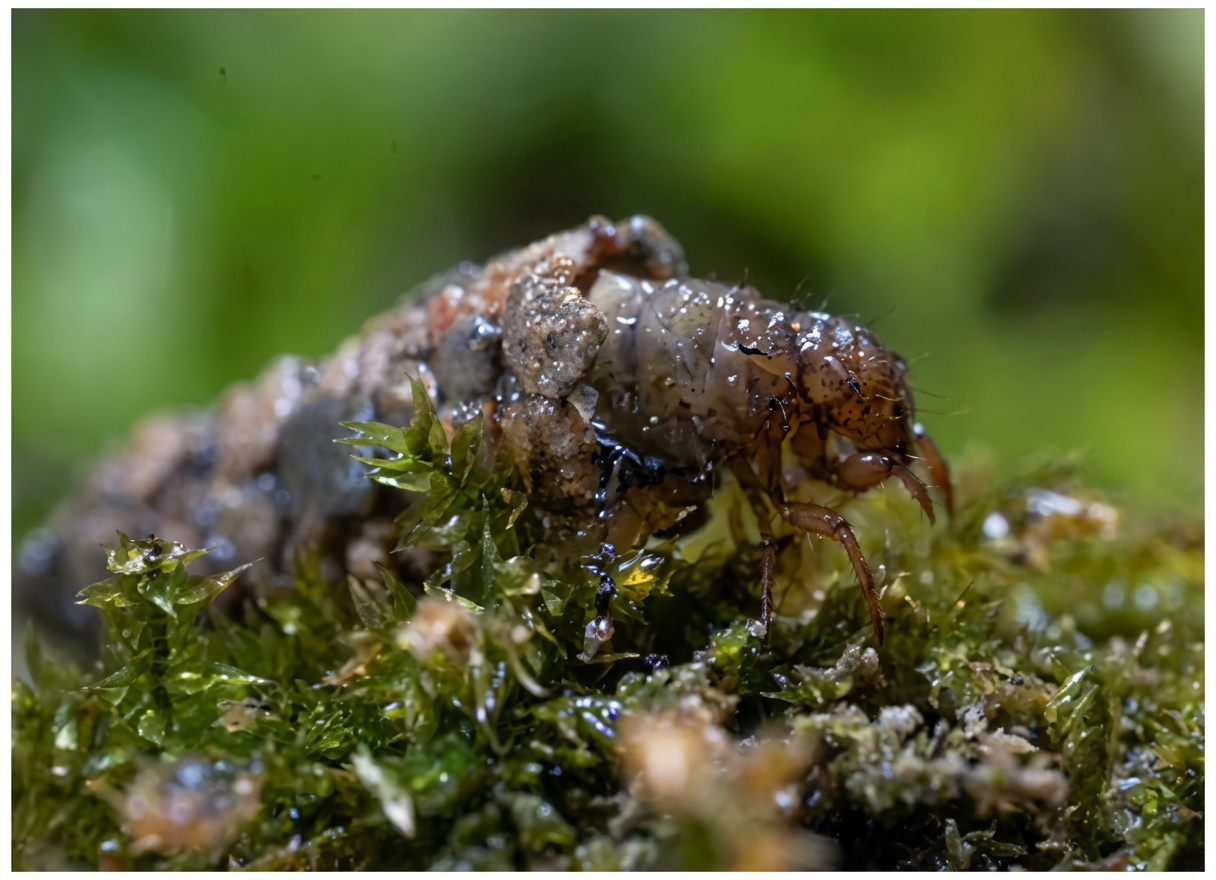 Larve de Trichoptères.