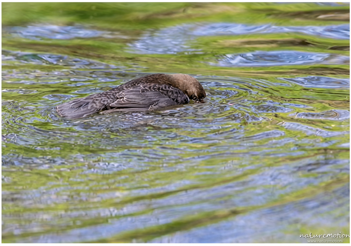 Pêche en eau peu profonde .