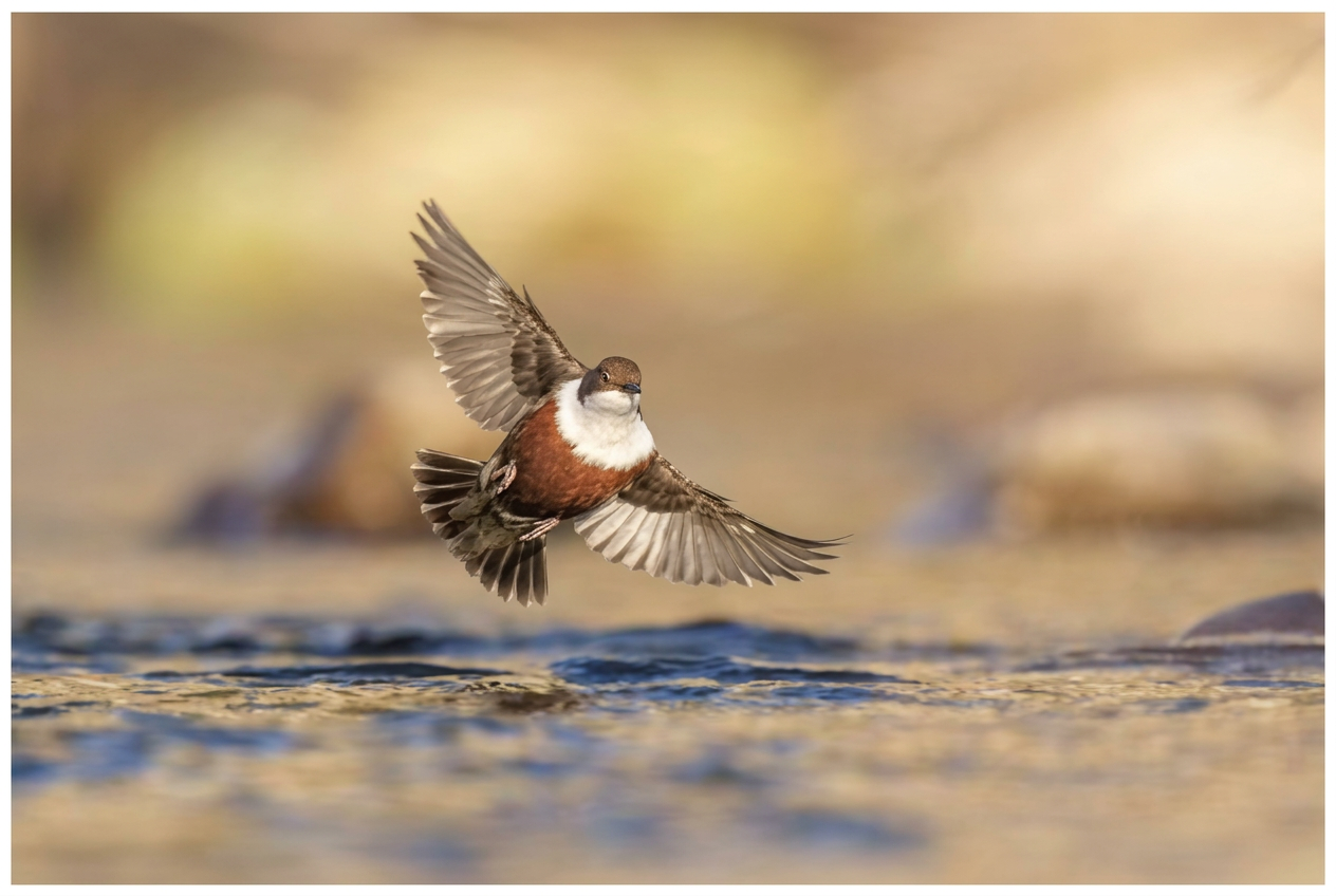 Je me pose sur l’eau.