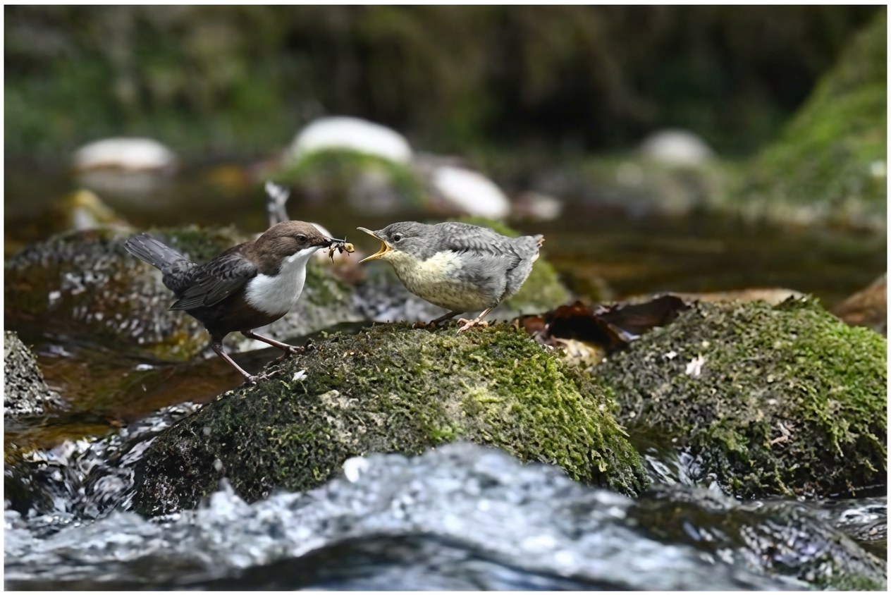 Un Cincle nourrissant son petit.
