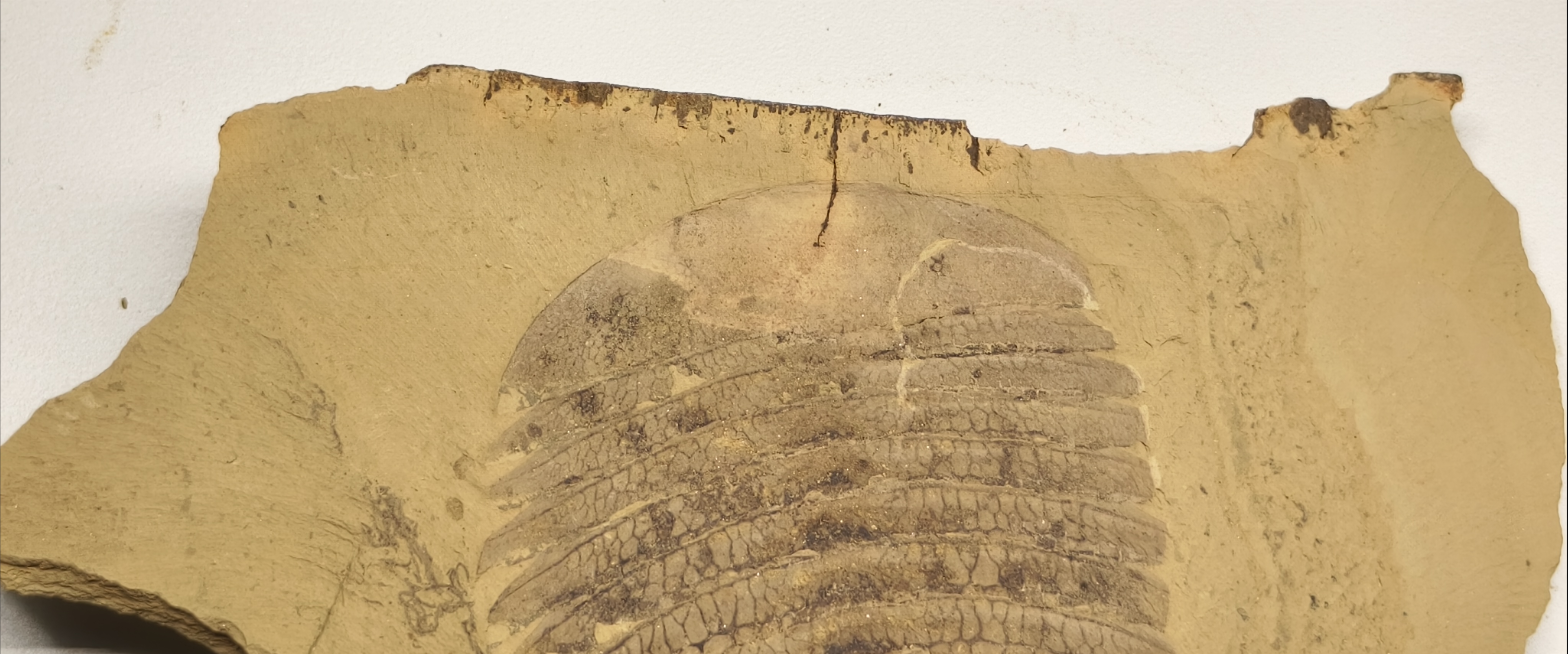 Fossile d'arthropode cambrien Retifacies abnormalis du site de Chengjiang, Yunnan