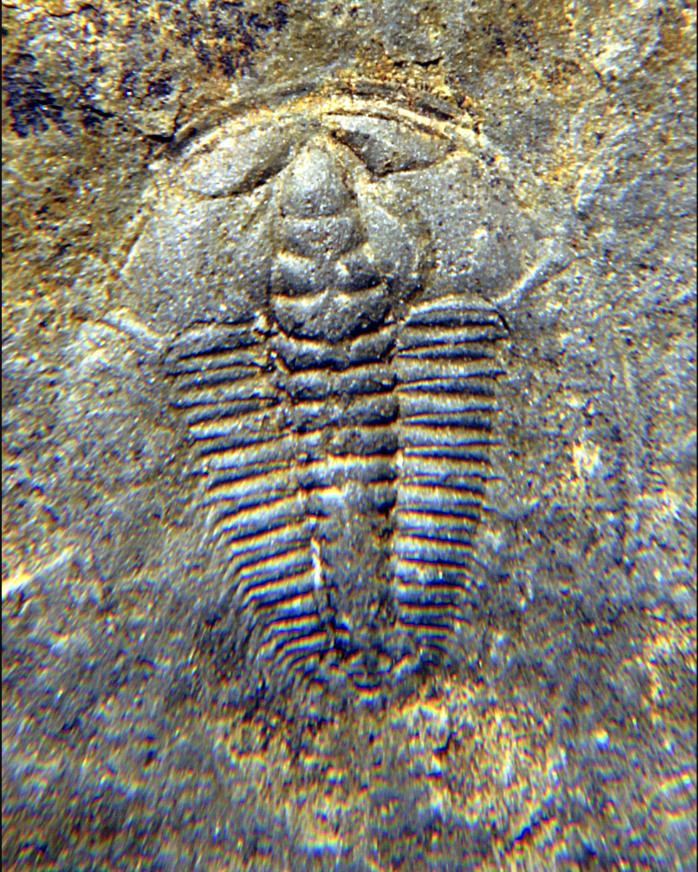Fossile de trilobite Redlichia chinensis du Cambrien moyen, Chine