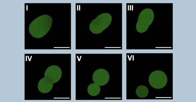 Imagerie officielle de la cellule synthétique SpudCell