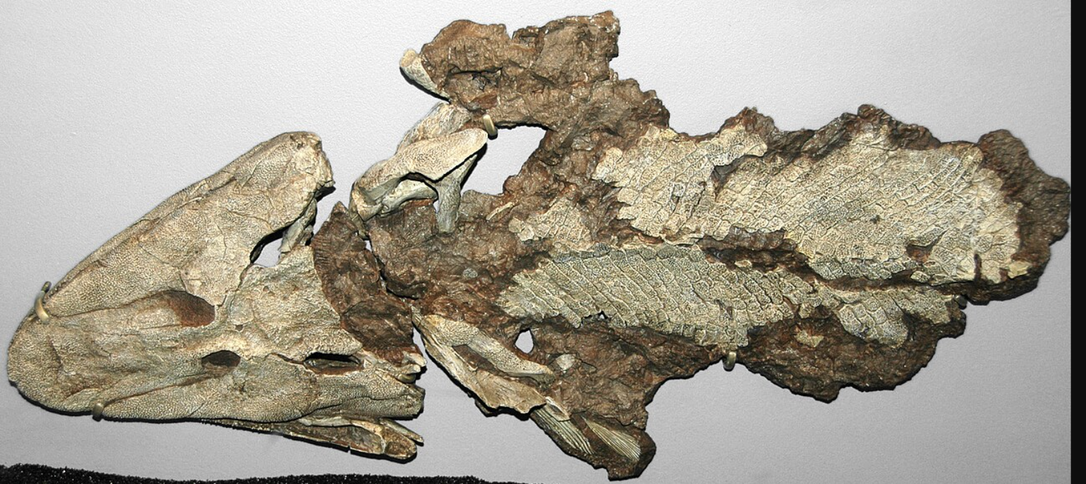 Fossile de Tiktaalik roseae, poisson à nageoires charnues