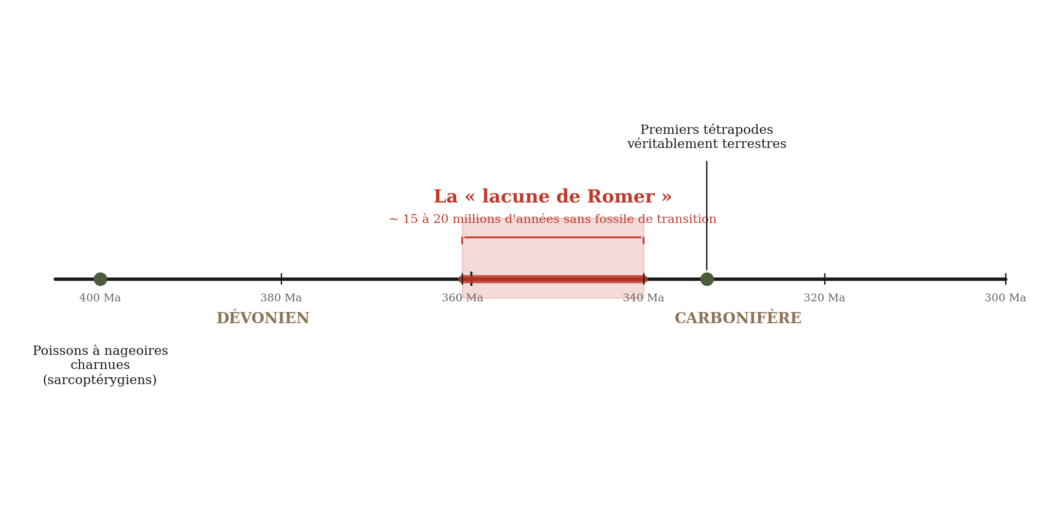 Frise chronologique montrant la lacune de Romer entre 360 et 340 millions d'années
