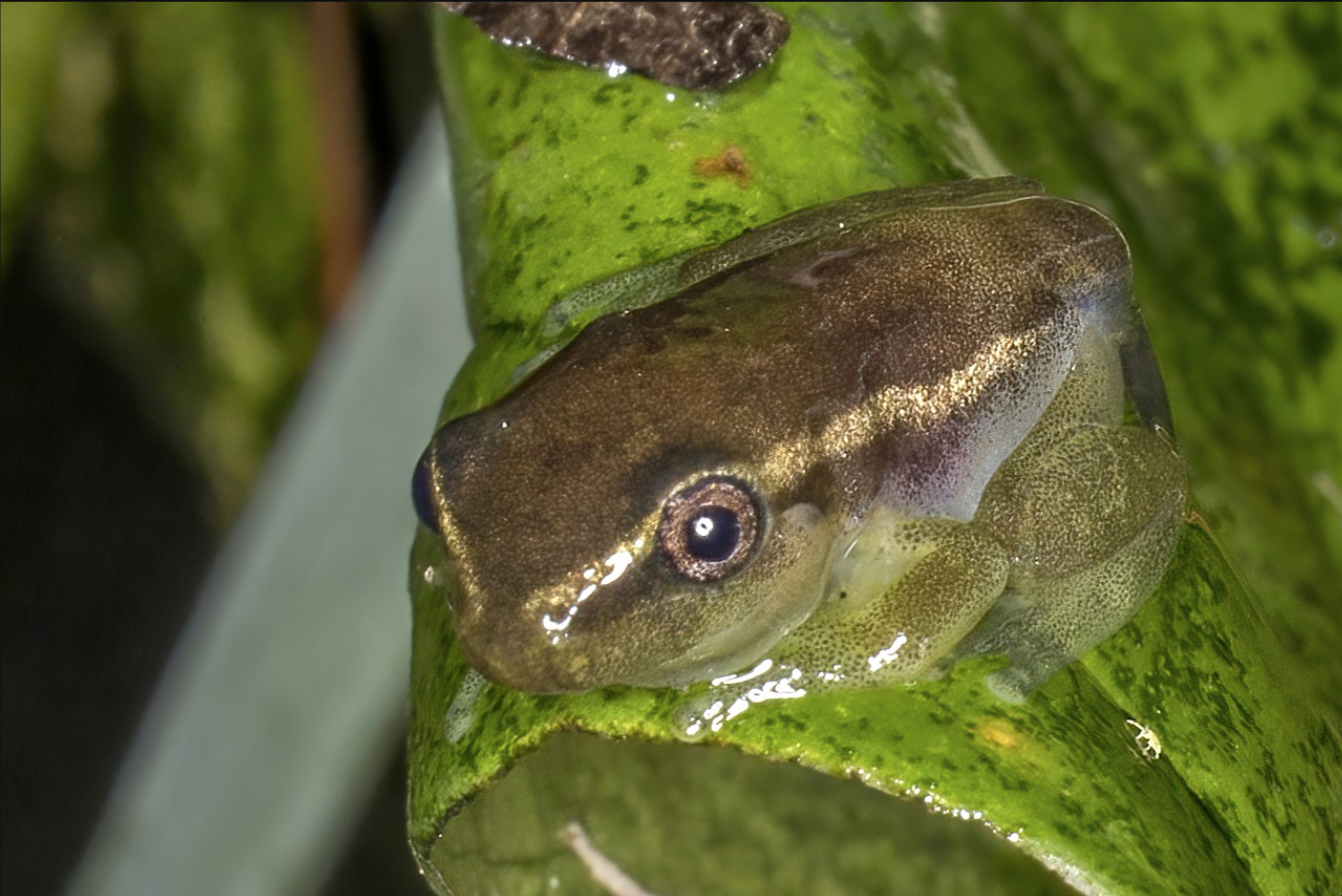 Métamorphose d'un têtard en grenouille adulte
